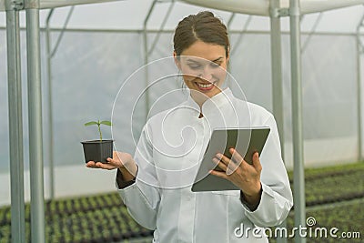 Greenhouse Seedlings Growth. Female Agricultural Engineer Stock Photo