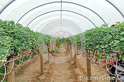 Greenhouse strawberry crop Stock Photo