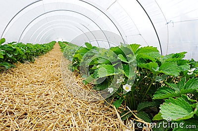 Greenhouse for strawberry cultivation Stock Photo