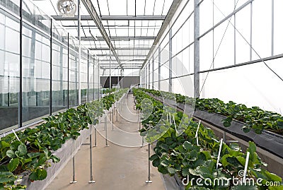 Greenhouse system for cultivation of strawberry. Aluminum Glass wall structure with water, lighting system and Galvanized Box Fans Stock Photo