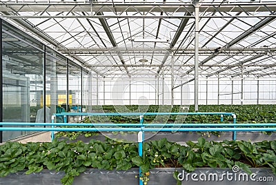 Greenhouse system for cultivation of strawberry. Water piping structure with lighting system in Aluminum Glass wall indoor farm Stock Photo