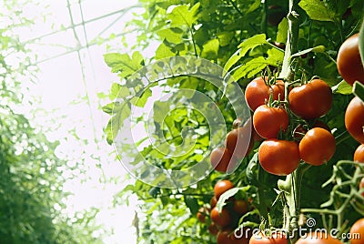 Greenhouse tomatoes Stock Photo