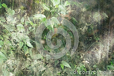 Greenhouse tropical plant behind dirty glass Stock Photo