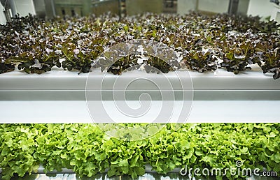 Greenhouse Vegetables Plant row Grow with Led Light Indoor Farm Agriculture Stock Photo