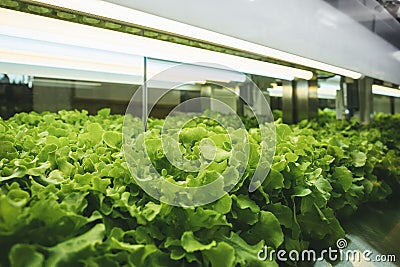 Greenhouse Vegetables Plant row Grow with Led Light Indoor Farm Agriculture Stock Photo