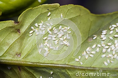 Greenhouse whitefly infestation on citrus leaf Stock Photo