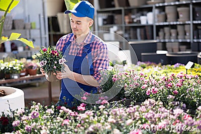 Greenhouse worker grows flowers clavell in pots. Carefully examines grown flowers clavell Stock Photo