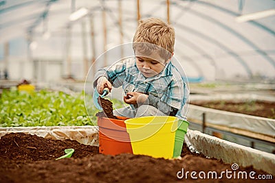 Greenhouse worker. small boy greenhouse worker. greenhouse worker planting flowers. greenhouse worker little boy care Stock Photo