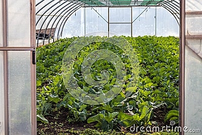 Greenhouse with young cabbage plants Stock Photo