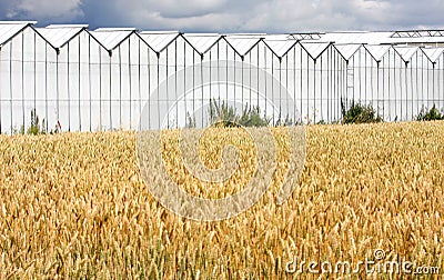 Greenhouses and cropland in Holland Stock Photo