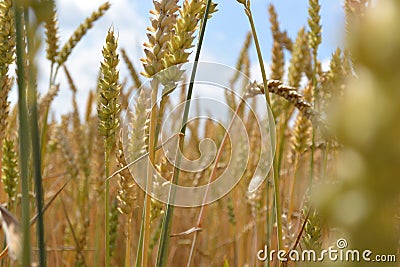 Greening cereal fields in Europe 2016. Stock Photo