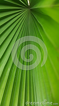 The greening leaves pattern as the design background Stock Photo