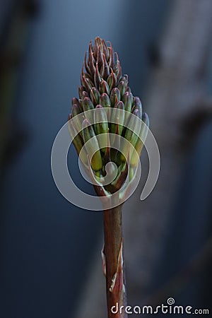 Greenish brown buds of Aloe Vera Stock Photo