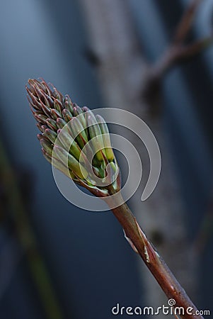 Greenish brown buds of Aloe Vera Stock Photo