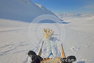 Greenland dogs Stock Photo