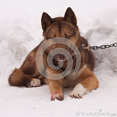 Greenland sledge dog Stock Photo