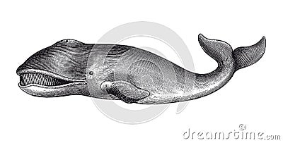 Greenland Whale Engraving Vintage Illustration Vector Illustration