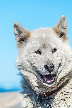 A greenlandic dog in aggressive posture, Sisimiut, Greenland Stock Photo