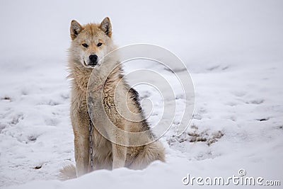 Greenlandic furry husky Stock Photo