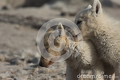 Greenlandic puppies playing in the tundra, Sisimiut, Greenland Stock Photo