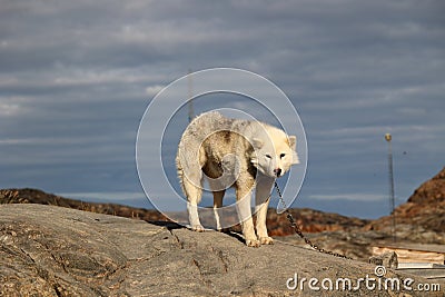 Greenlandic sled dog in Greenland Stock Photo