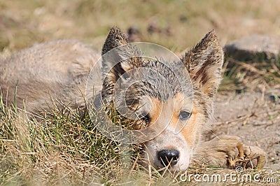 Greenlandic sledge dog puppy close-up Stock Photo