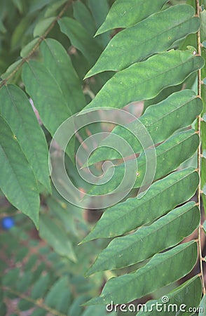 Greenleaves tree nature background color Stock Photo