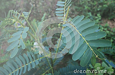 Greenleaves tree nature background pattern Stock Photo