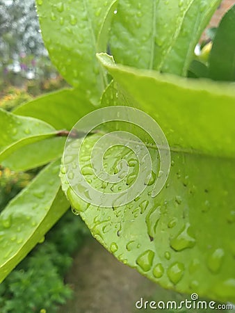 Green life Stock Photo