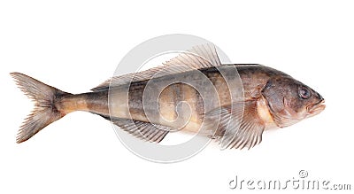 Greenling Stock Photo