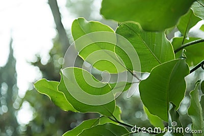 Greens back in the sunlight. The leaves of the shrub are illuminated by sunlight. Warm Sunny picture Stock Photo