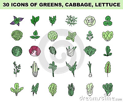 Greens, lettuce and cabbage simple colored icons set. Vegetable salad Vector Illustration
