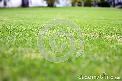 Greensward grass perspective view. Sport field or play ground closeup. Football field grass. Summer playground abstract banner Stock Photo