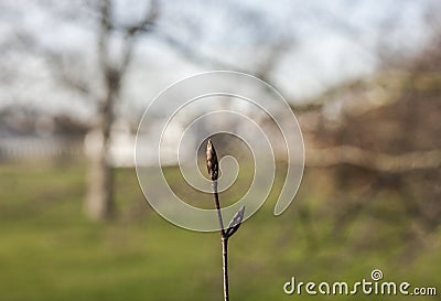 Greenwich Park, a bud and a mishmash of branches. Stock Photo