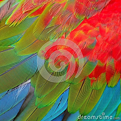 Greenwinged Macaw feathers Stock Photo