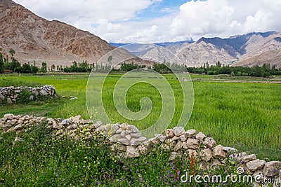 Greeny season or summer in Leh, Ladakkh, Jammu Kashmir, India Stock Photo