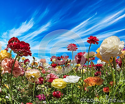 Greeting card. Beautiful landscape. Picturesque multi-colored garden buttercups. South of Israel, summer day. The concept of Stock Photo