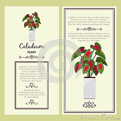 Greeting card with caladium plant Vector Illustration