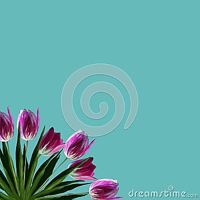 Greeting card template with realistic beautiful blooming tulips pink colors, green leaves on turquoise background Stock Photo