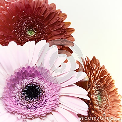 Greeting card with three gerber flowers Stock Photo