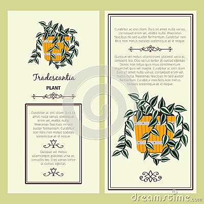 Greeting card with tradescantia plant Vector Illustration