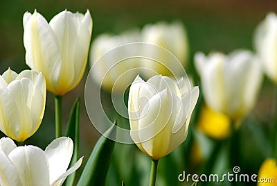 Greeting tulips Stock Photo