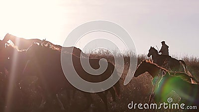 Gregge dei cavalli Gregge dei cavalli