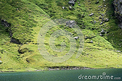 Gregge di Pecore in Transumanza in montagna sulle Rive di un Lago Stock Photo