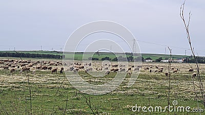 Gregge flock sheep Stock Photo