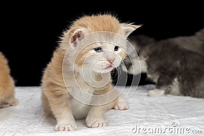 Gremlin or goblin of a gentle lion color. Terrible serious kitten maine coon Stock Photo