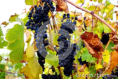 Grenache Grapes, McLaren Vale Stock Photo