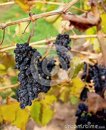 Grenache Grapes, McLaren Vale Stock Photo