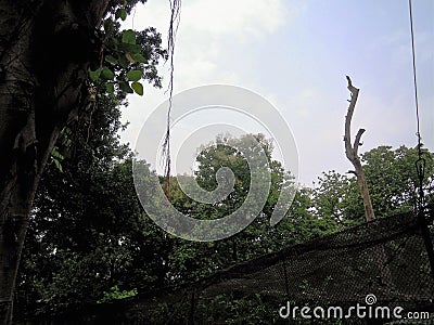 The grenery scene of Old Trees along with grownup trees in a deep forest Stock Photo