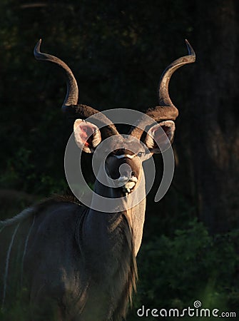 Greater Kudu in Kruger National Park Stock Photo